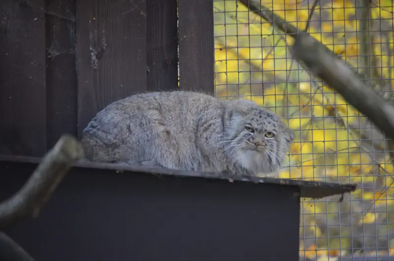 A photograph of Aysen in Košice Zoo
