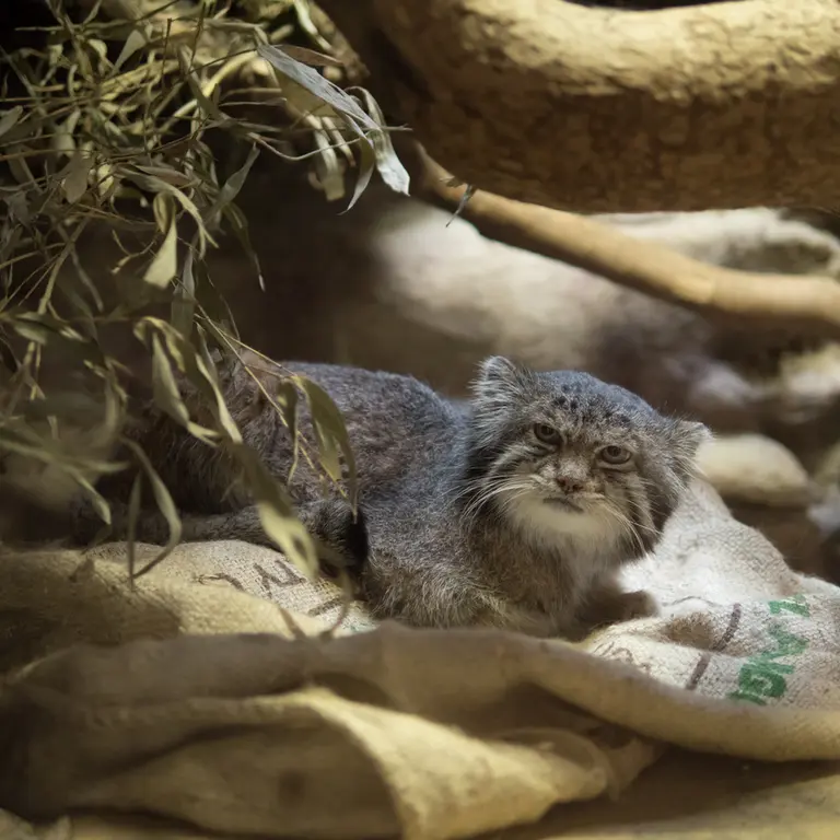 A photograph of Klyon in Ueno Zoological Gardens