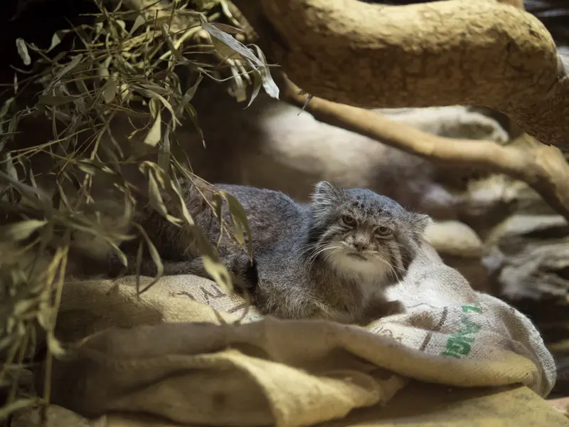 A photograph of Klyon in Ueno Zoological Gardens