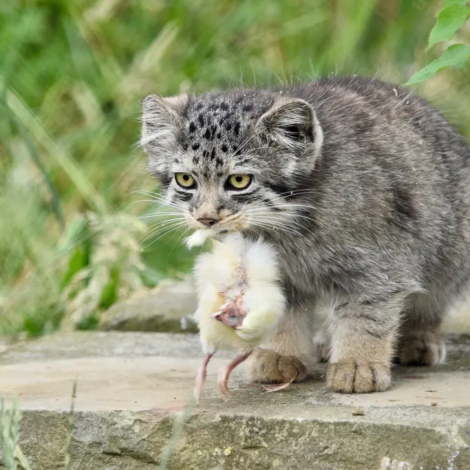 A photograph of a Pallas's cat in Port Lympne Wild Animal Park