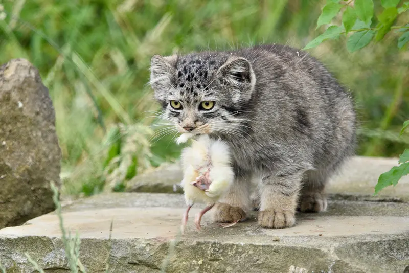 A photograph of a Pallas's cat in Port Lympne Wild Animal Park