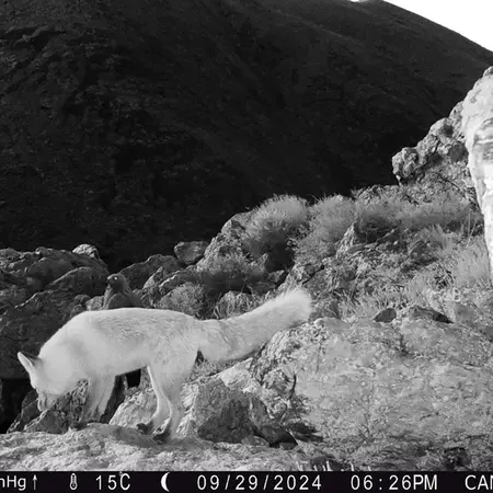 A photograph of Red fox and Golden Eagle from Zhundy 2 camera trap