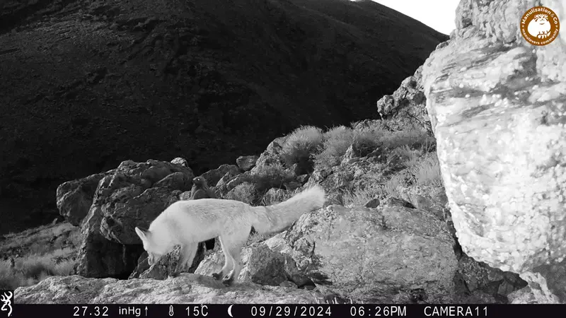 A photograph of Red fox and Golden Eagle from Zhundy 2 camera trap
