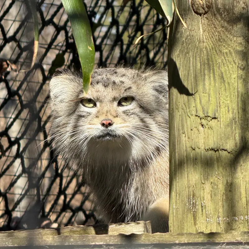 A photograph of Ceba in Smithsonian's National Zoo