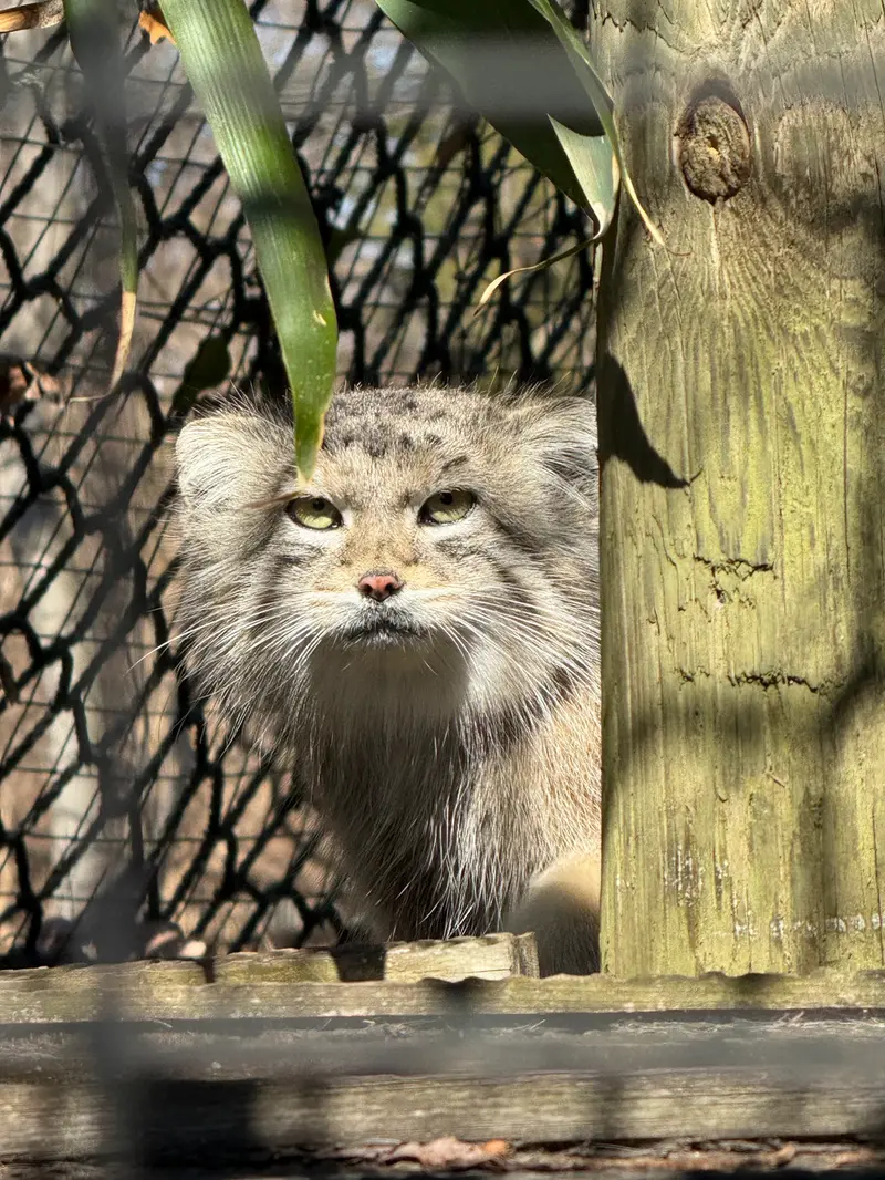 A photograph of Ceba in Smithsonian's National Zoo