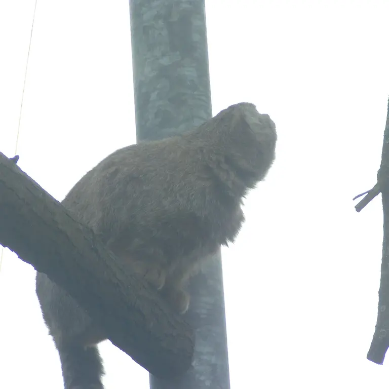 A photograph of Bat-Erdene in The Lakeland Wildlife Oasis