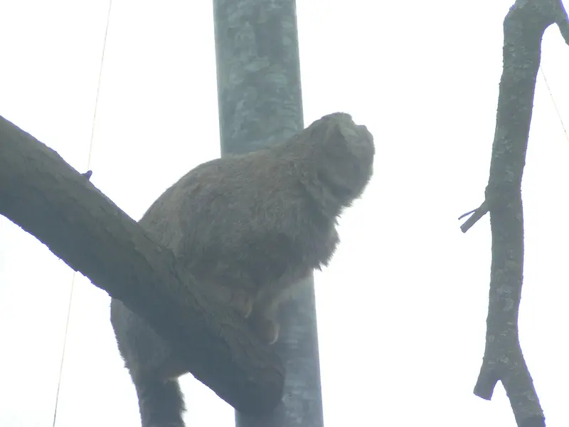 A photograph of Bat-Erdene in The Lakeland Wildlife Oasis