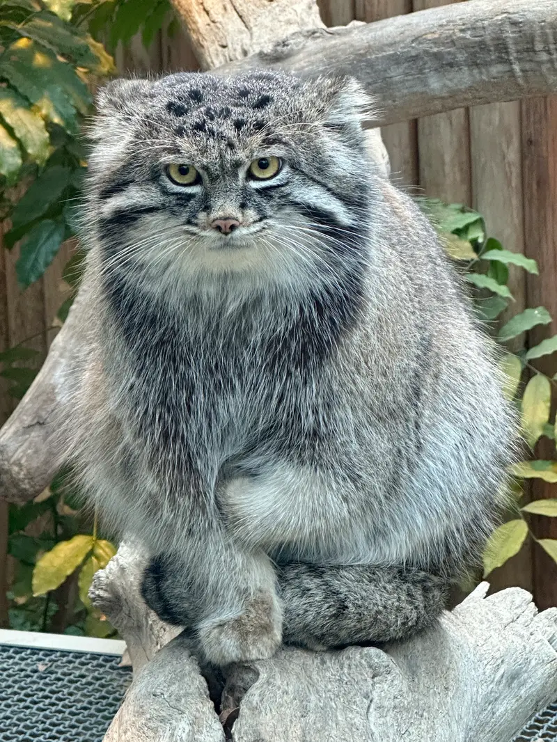 A photograph of Nar in Kobe Animal Kingdom
