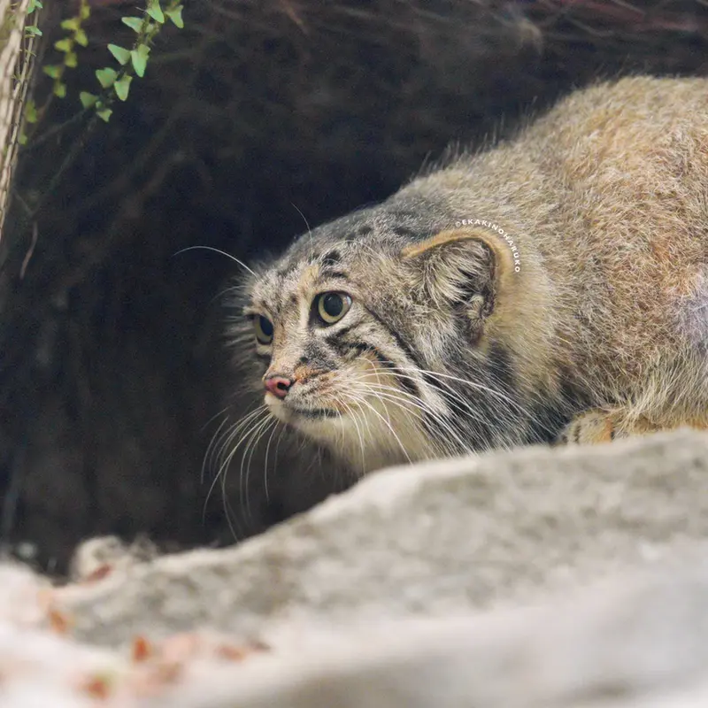 A photograph of Az in Kobe Animal Kingdom