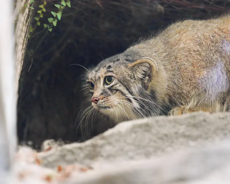 A photograph of Az in Kobe Animal Kingdom