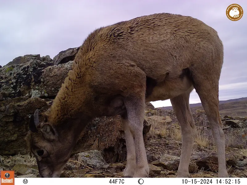 A photograph of Argali from Karashoky camera trap