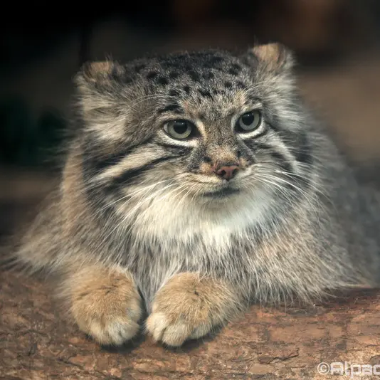 A photograph of Az in Kobe Animal Kingdom