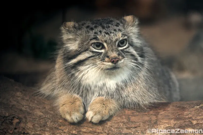 A photograph of Az in Kobe Animal Kingdom