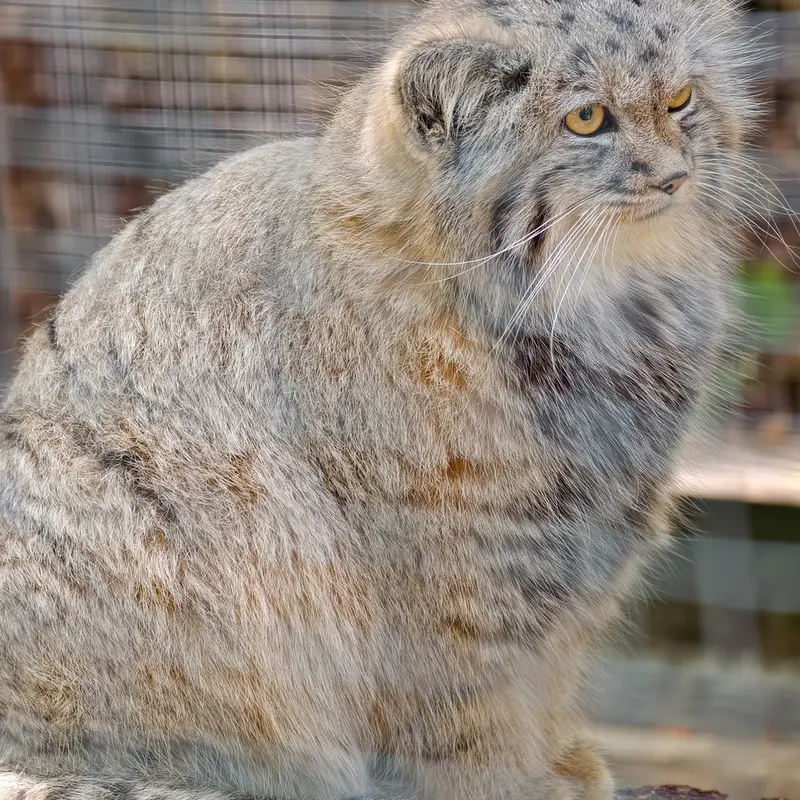 A photograph of Kitten of Alani b.2026 Ⅱ in Košice Zoo