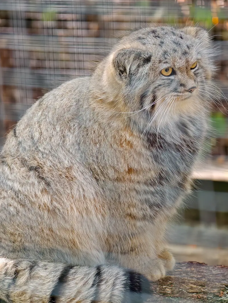 A photograph of Kitten of Alani b.2026 Ⅱ in Košice Zoo
