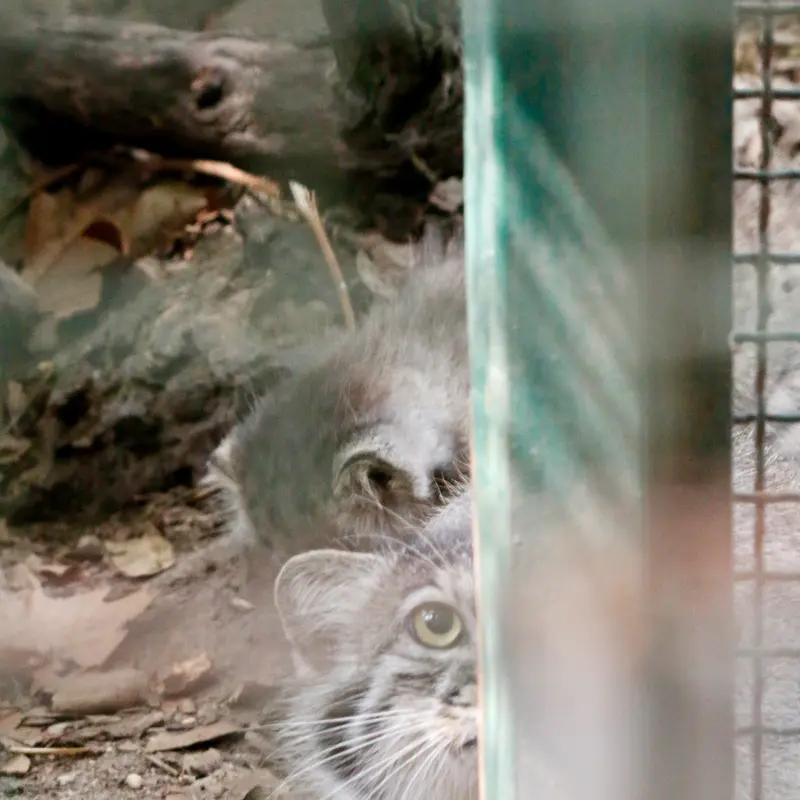 A photograph of Lucy in Budapest Zoo & Botanical Garden