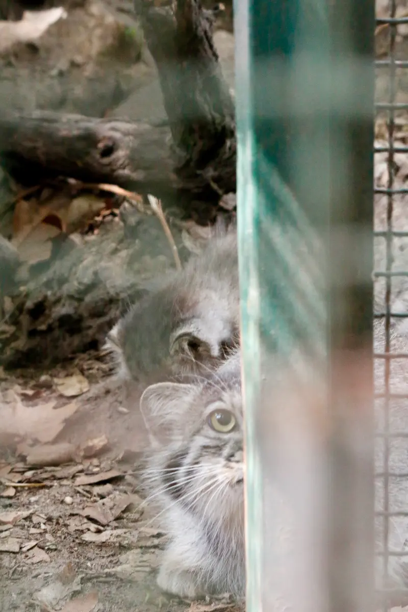 A photograph of Lucy in Budapest Zoo & Botanical Garden