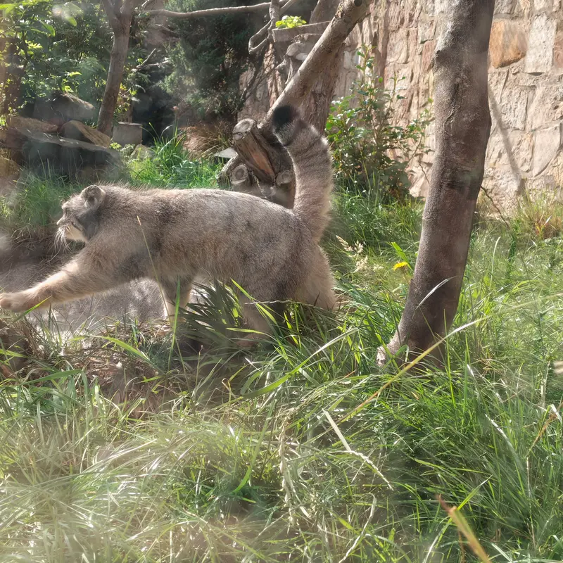 A photograph of Duchess in Edinburgh Zoo
