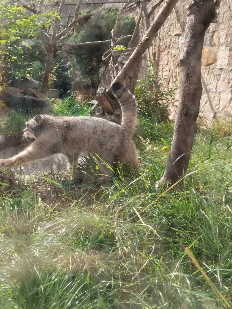 A photograph of Duchess in Edinburgh Zoo