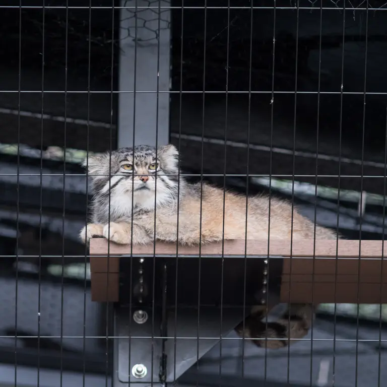 A photograph of Grusha in Asahiyama Zoo
