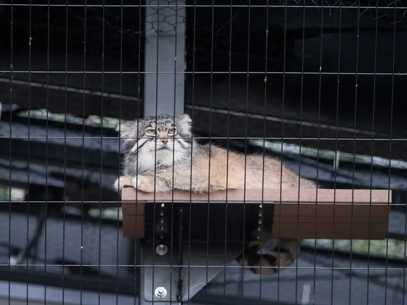 A photograph of Grusha in Asahiyama Zoo