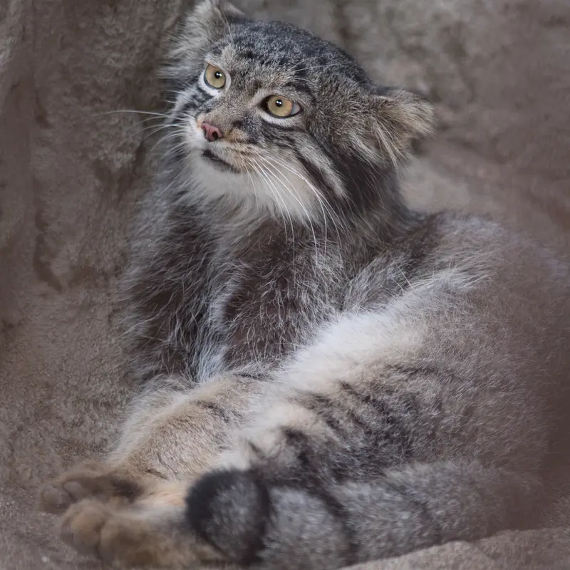 A photograph of Figa in Nogeyama Zoo