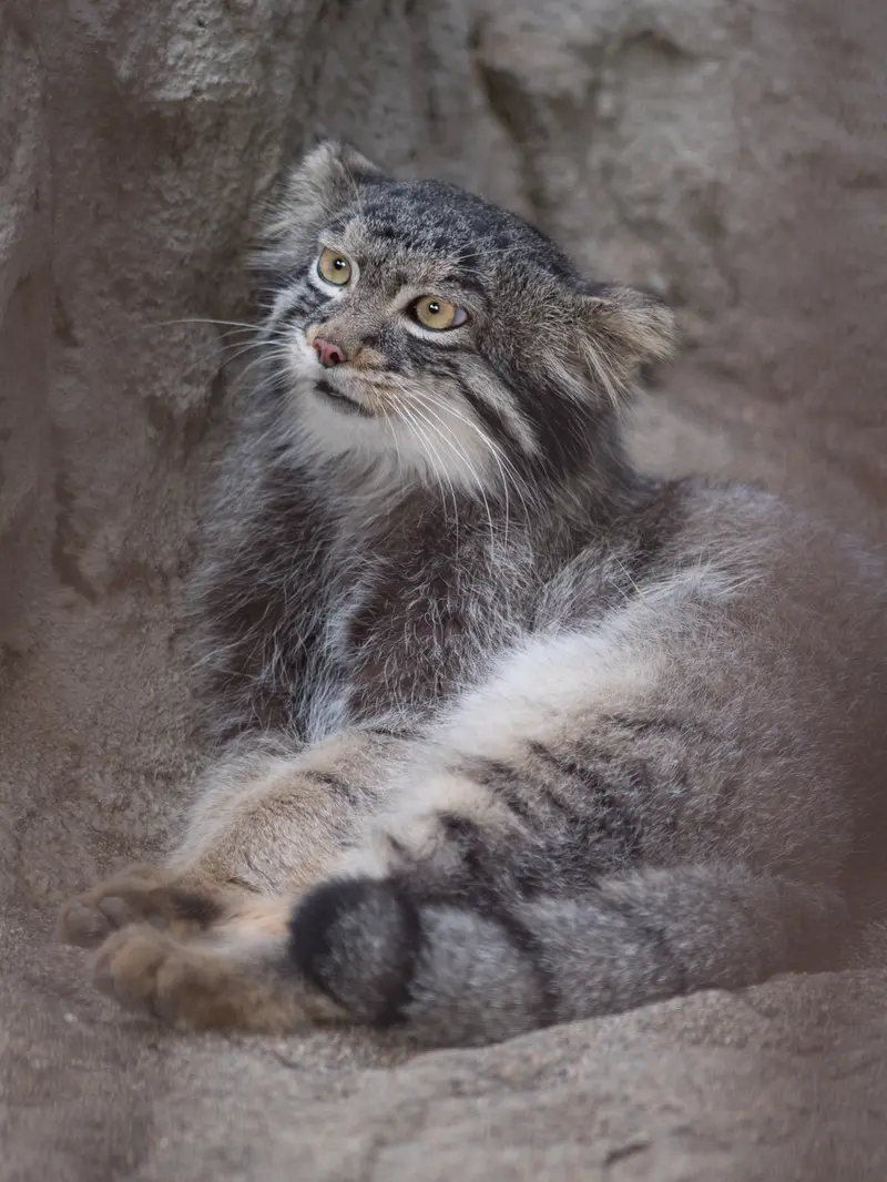A photograph of Figa in Nogeyama Zoo