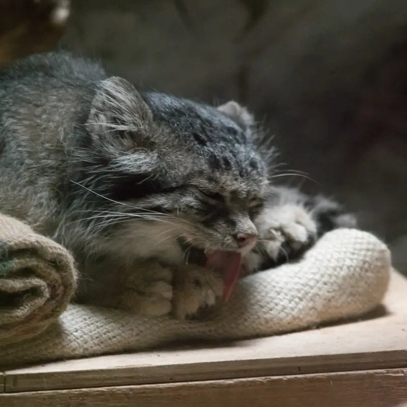 A photograph of Klyon in Ueno Zoological Gardens