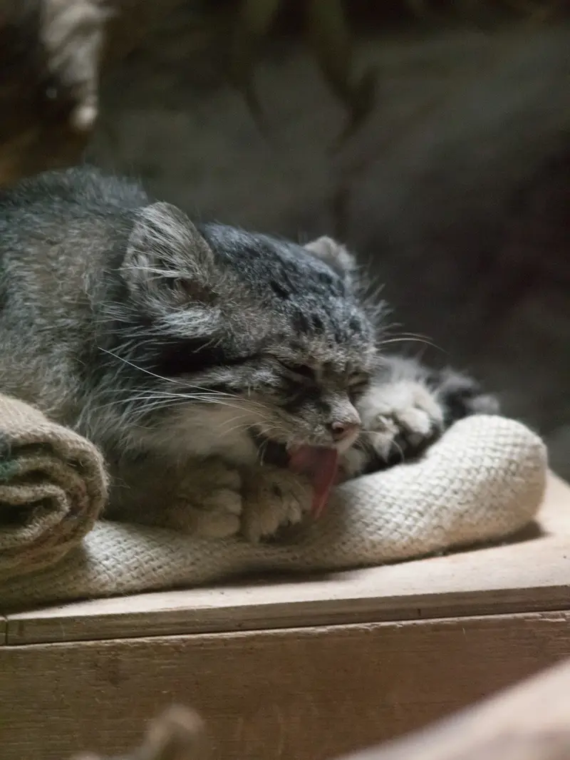 A photograph of Klyon in Ueno Zoological Gardens