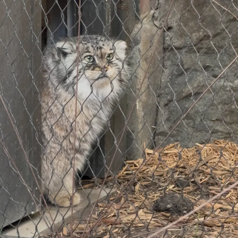A photograph of Sarnai in Prospect Park Zoo