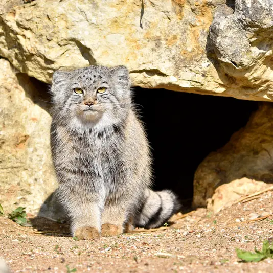 A photograph of Kharaa in Port Lympne Wild Animal Park