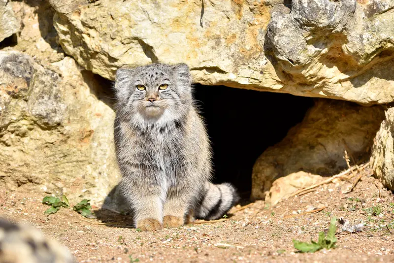 A photograph of Kharaa in Port Lympne Wild Animal Park