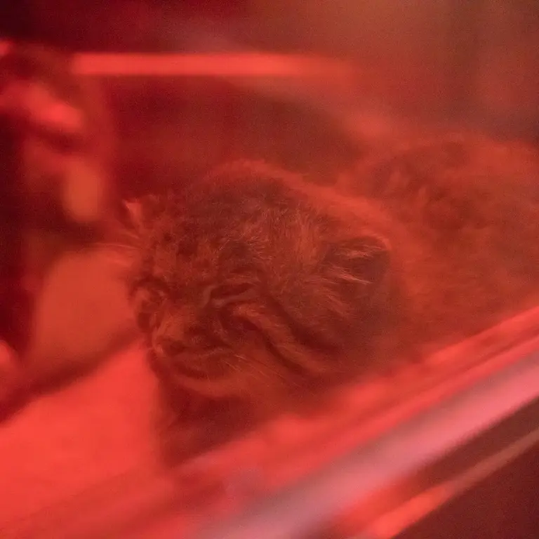 A photograph of Naim in Ueno Zoological Gardens
