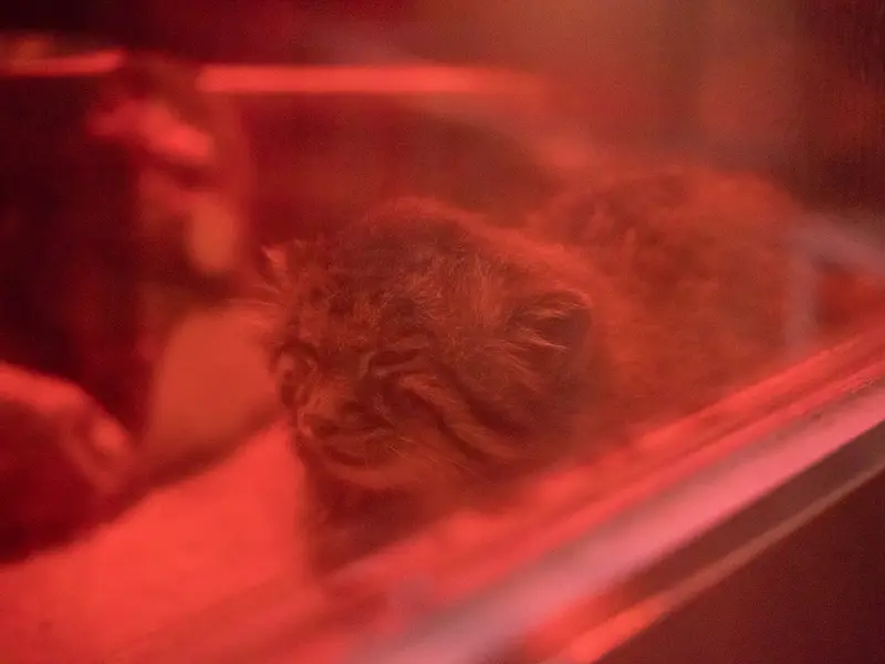 A photograph of Naim in Ueno Zoological Gardens