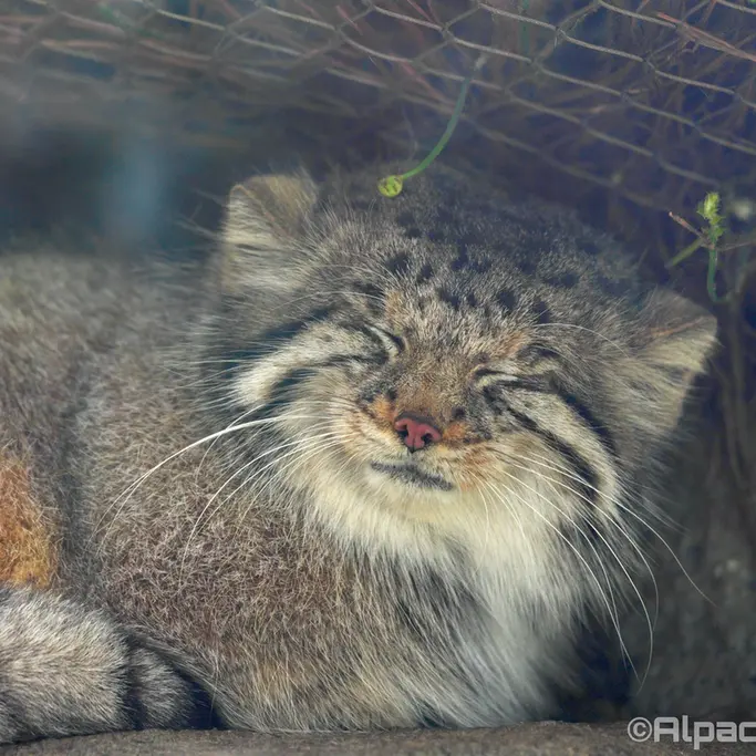 A photograph of Az in Kobe Animal Kingdom