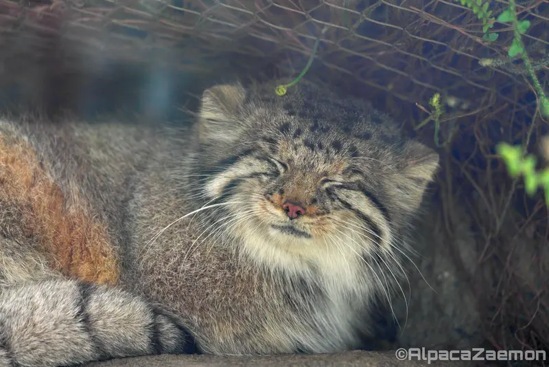 A photograph of Az in Kobe Animal Kingdom