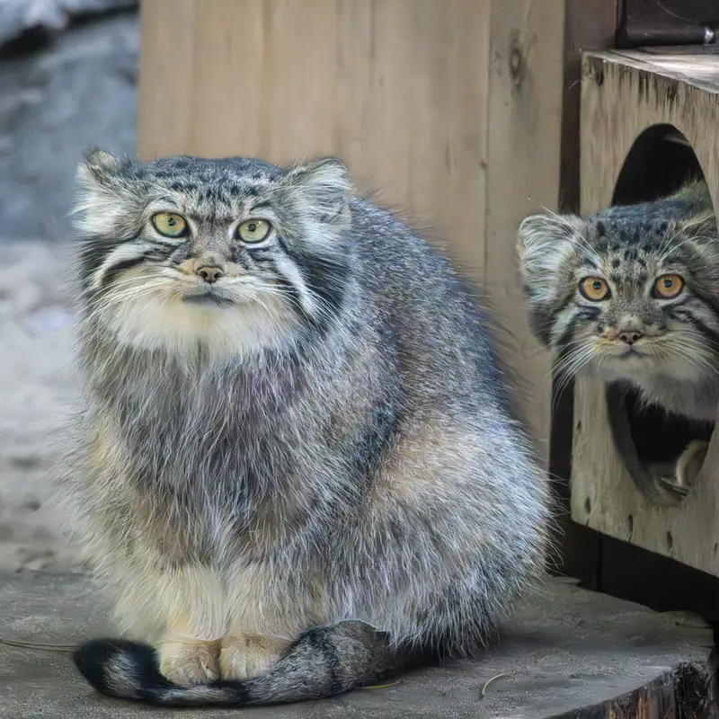 A photograph of Eve in Novosibirsk Zoo