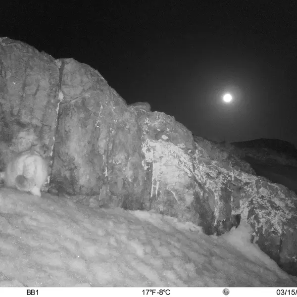 A photograph of Otocolobus manul manul from Aktas-Kunkora [new] camera trap