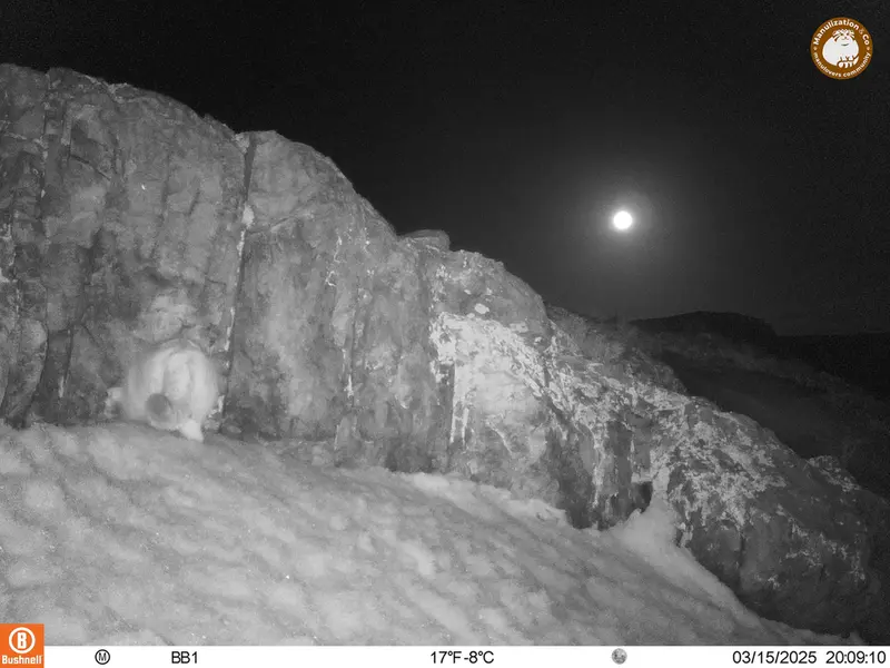 A photograph of Otocolobus manul manul from Aktas-Kunkora camera trap