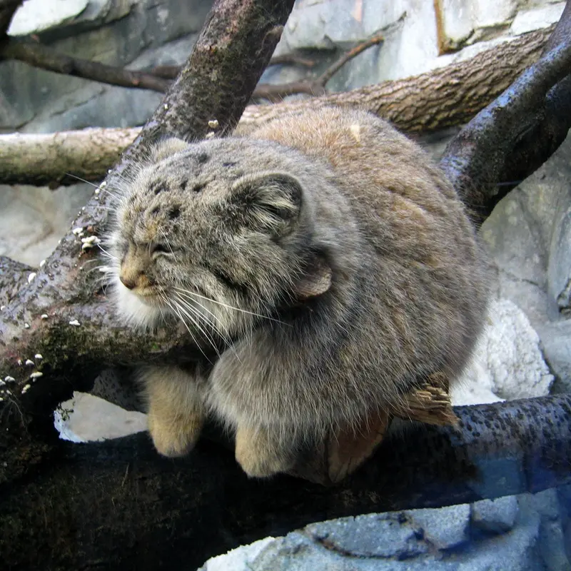 A photograph of Buddy in Columbus Zoo and Aquarium