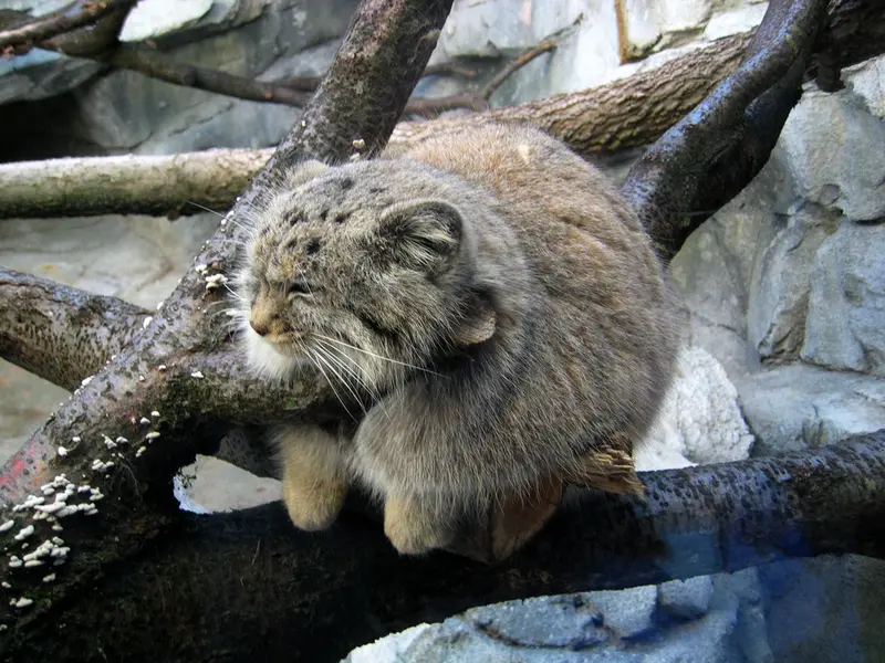 A photograph of Buddy in Columbus Zoo and Aquarium