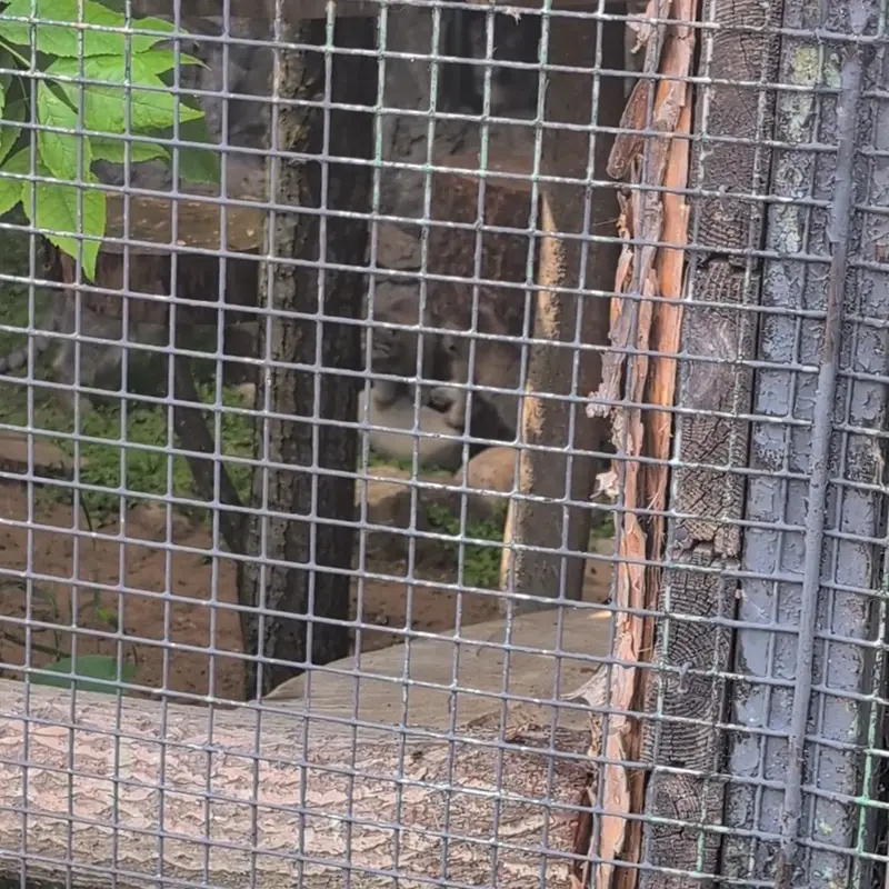 A photograph of a Pallas's cat in Leningrad zoo