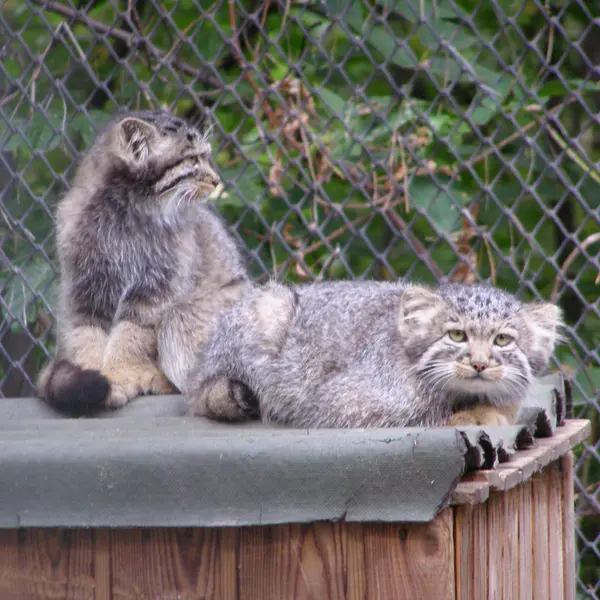 A photograph of a Pallas's cat in Novosibirsk Zoo