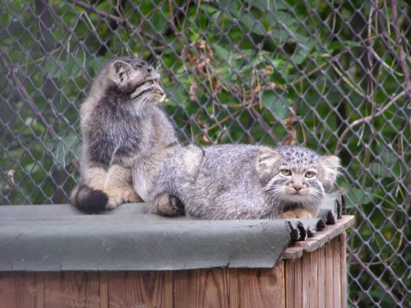 A photograph of a Pallas's cat in Novosibirsk Zoo