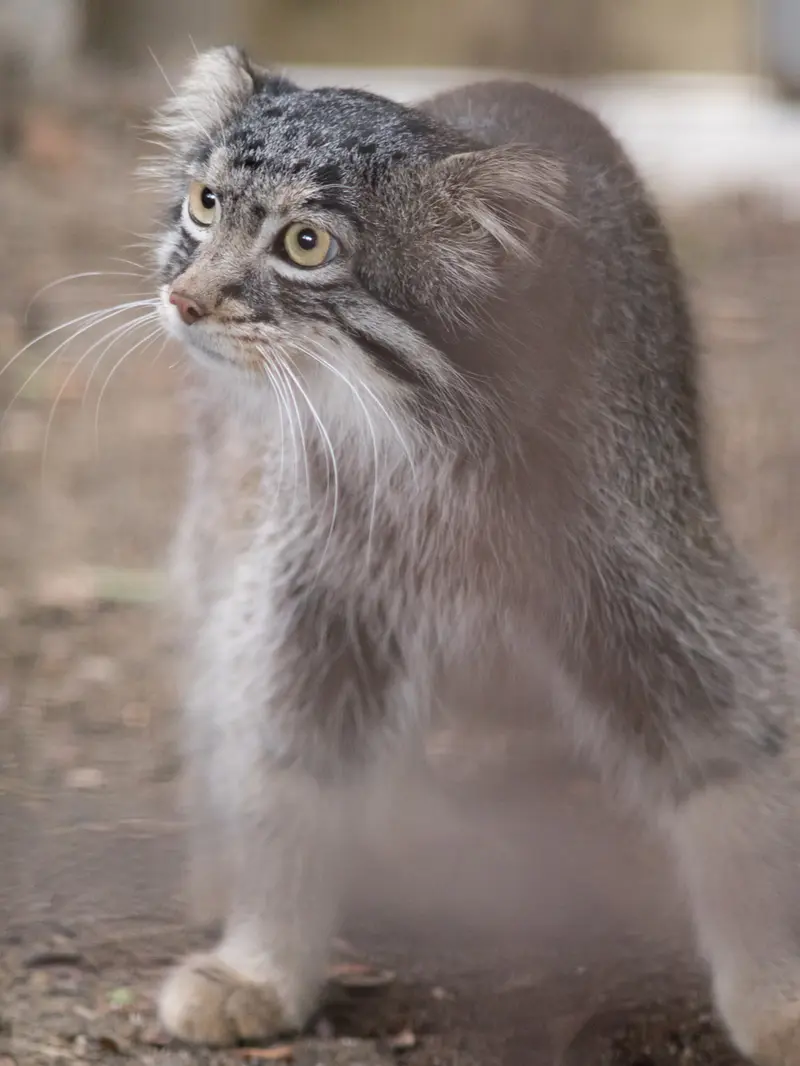 A photograph of Figa in Nogeyama Zoo
