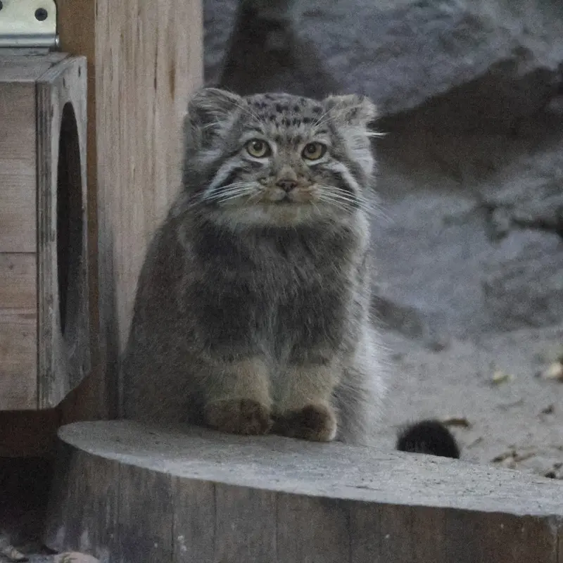 A photograph of Kitten of Eve b.2026 Ⅰ in Novosibirsk Zoo