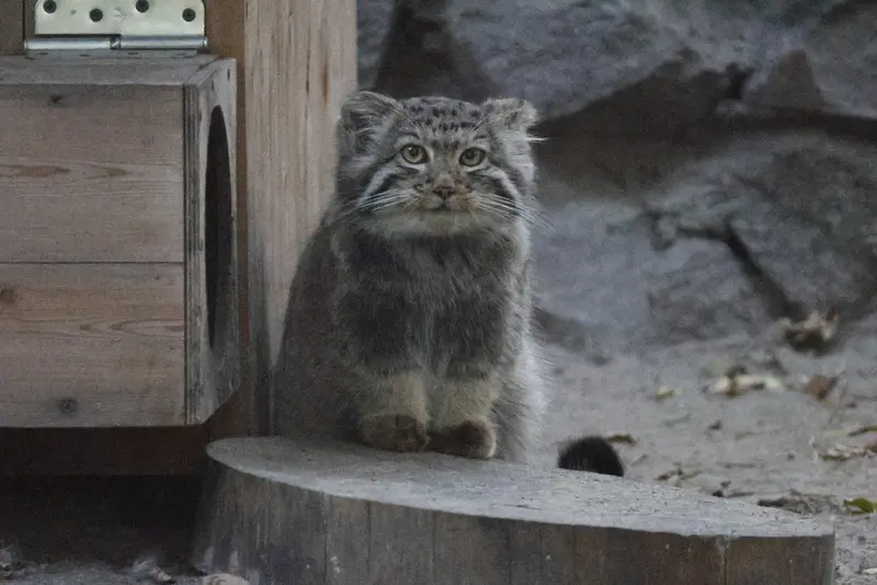 A photograph of a Pallas's cat in Novosibirsk Zoo