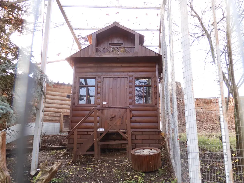 A photograph of Altay in Izhevsk Zoo (Udmurt Zoo)
