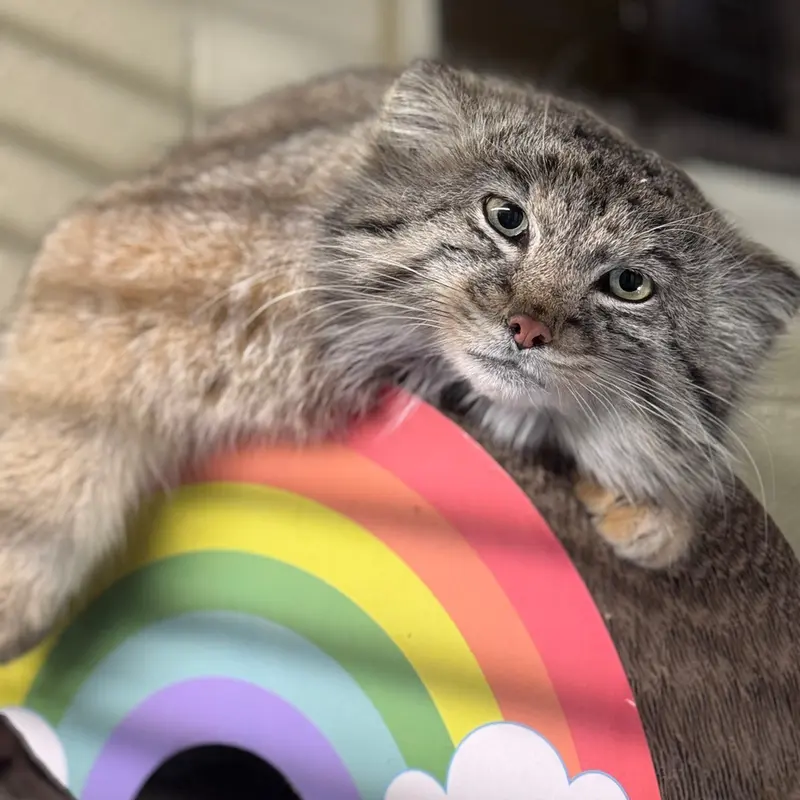 A photograph of Brie in Oglebay Good Zoo