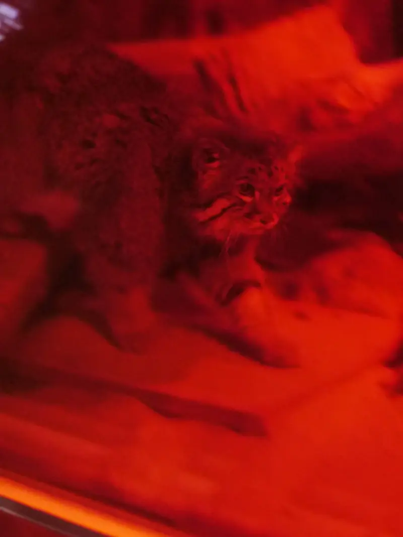 A photograph of Naim in Ueno Zoological Gardens